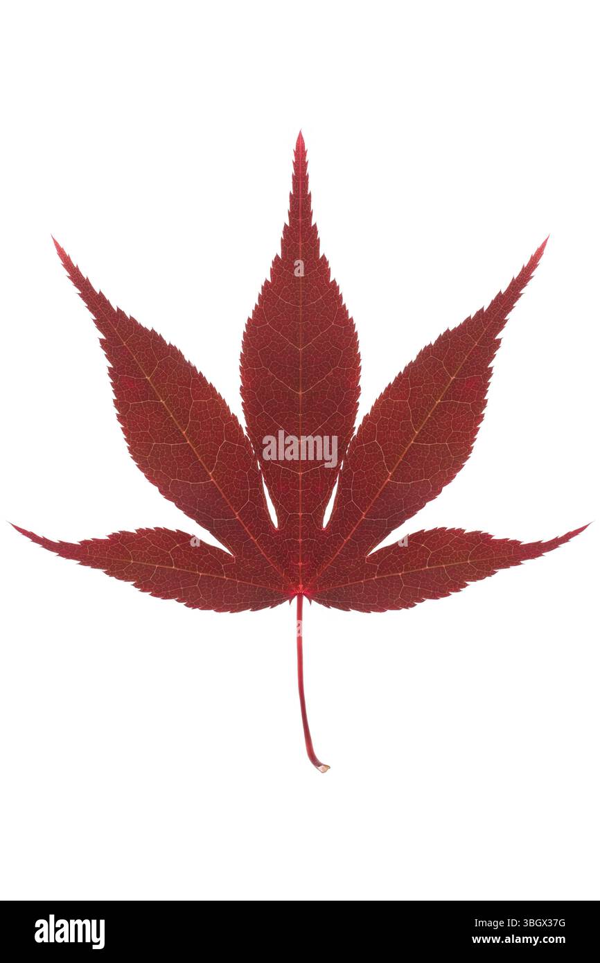 Red Japanese Maple acer leaf on white background Stock Photo