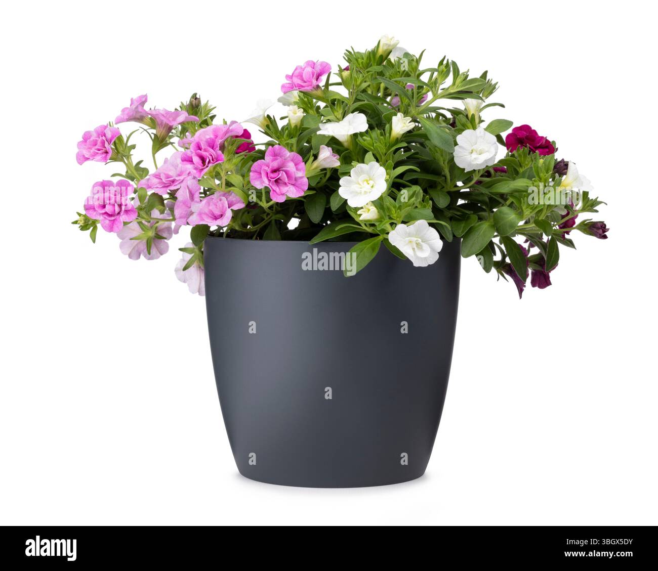 Calibrachoa Trixi Petticoat aka Million Bells, in a gray pot. Isolated ...