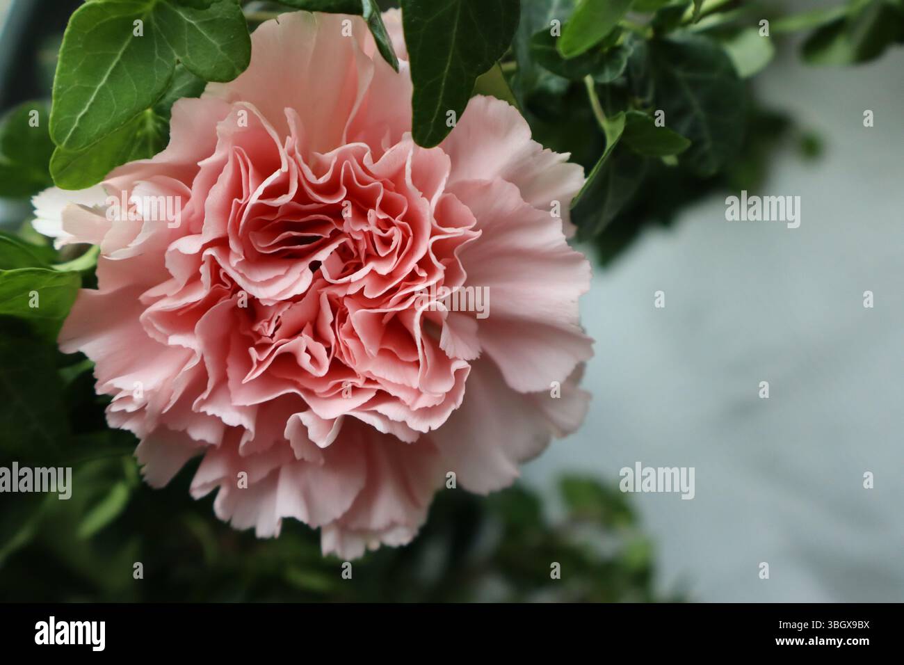 blooming pink carnation with ivy Stock Photo