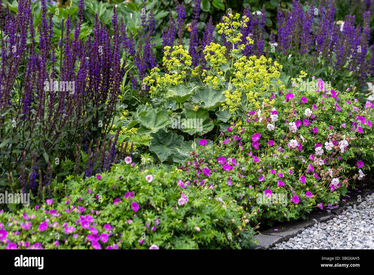 Perennials ladys mantle hi-res stock photography and images - Alamy