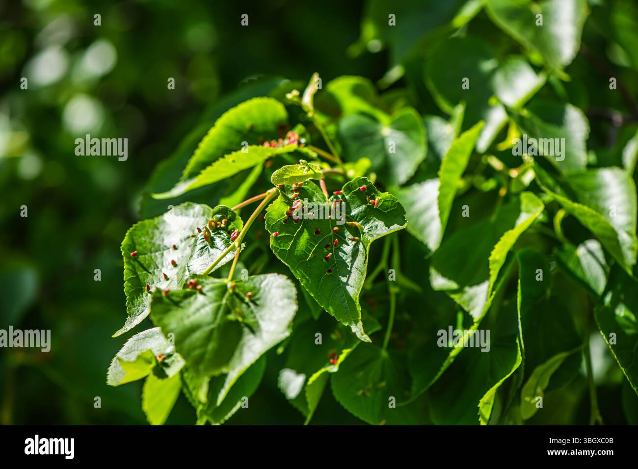 Close-up of bright green leaves of a tilia cordata tree, commonly known ...