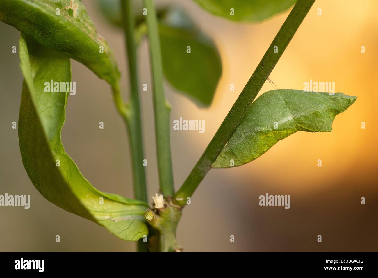 cocoon of the Papilio demoleus is a common and widespread swallowtail butterfly. The butterfly is also known as the lime butterfly, lemon butterfly, l Stock Photo
