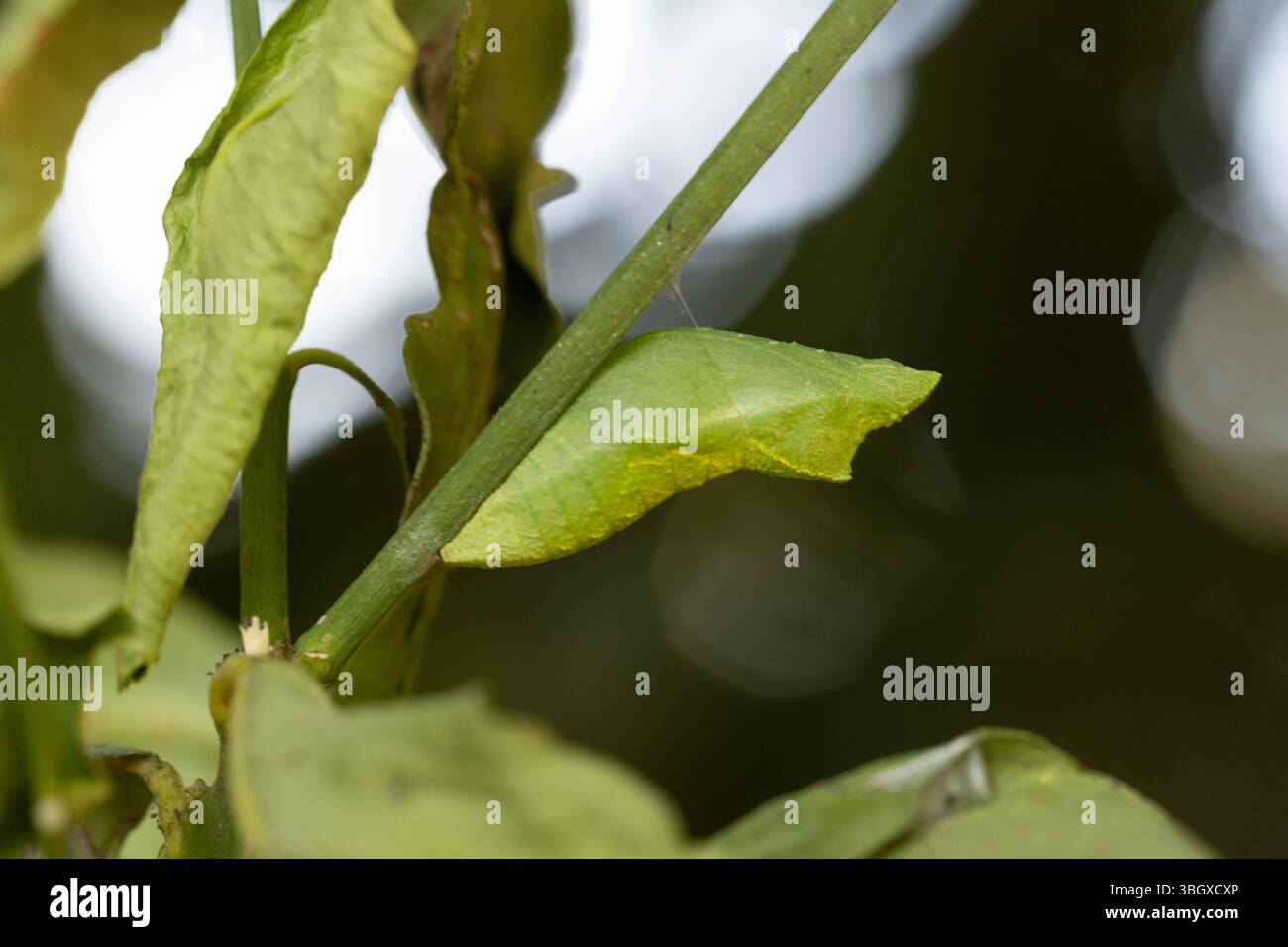 cocoon of the Papilio demoleus is a common and widespread swallowtail butterfly. The butterfly is also known as the lime butterfly, lemon butterfly, l Stock Photo