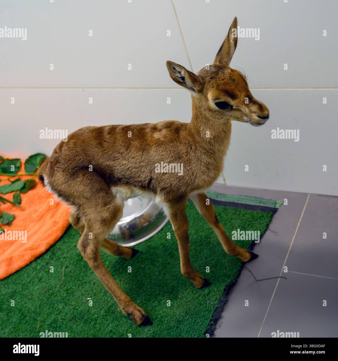 A young orphaned mountain gazelle (Gazella gazella غزال الجبل ) After ...