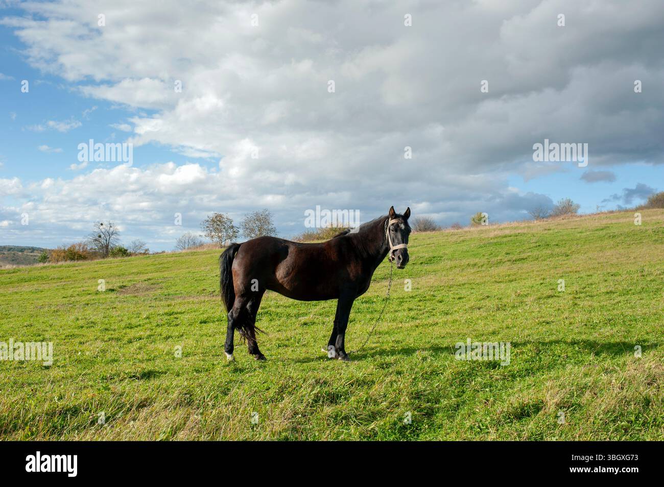 A dark brown horse on a foggy field looks to the side Stock Photo