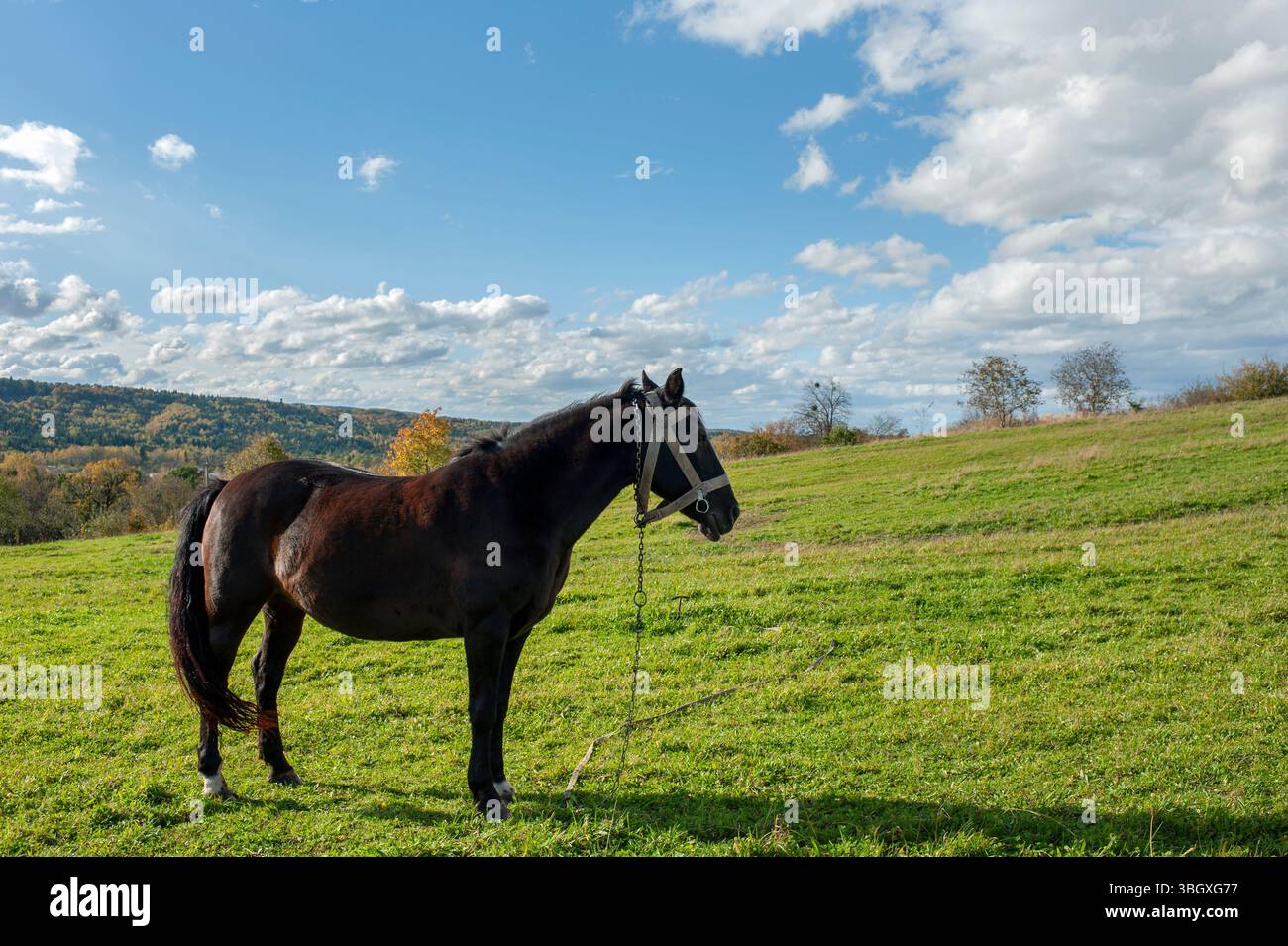 A dark brown horse on a foggy field looks to the side Stock Photo