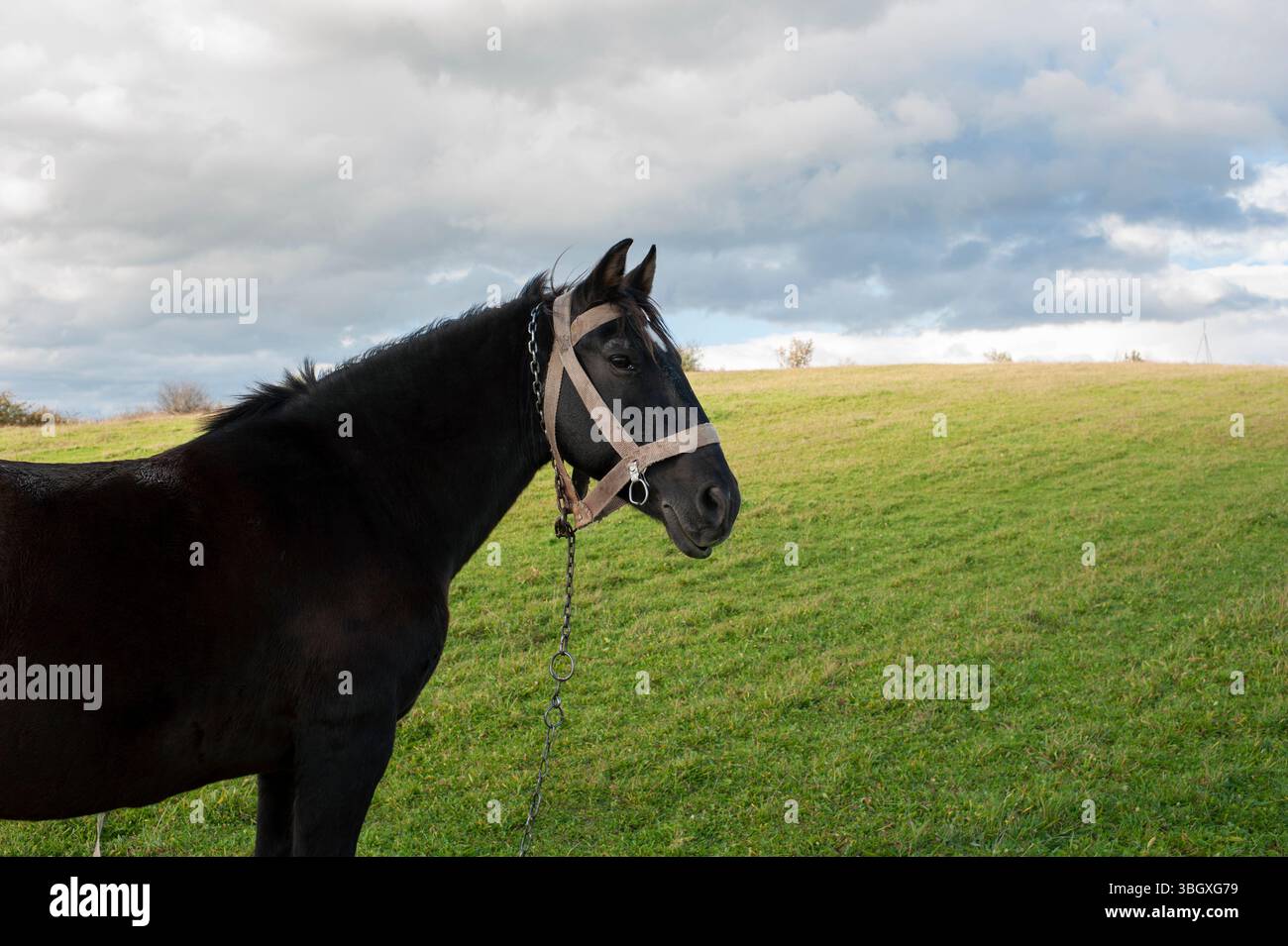 A dark brown horse on a foggy field looks to the side Stock Photo