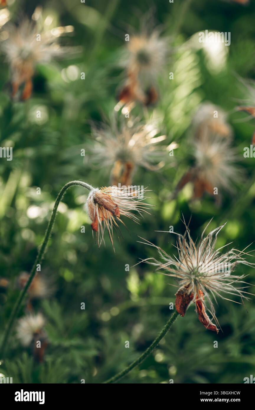 Delicate structure of plant stems hi-res stock photography and images ...