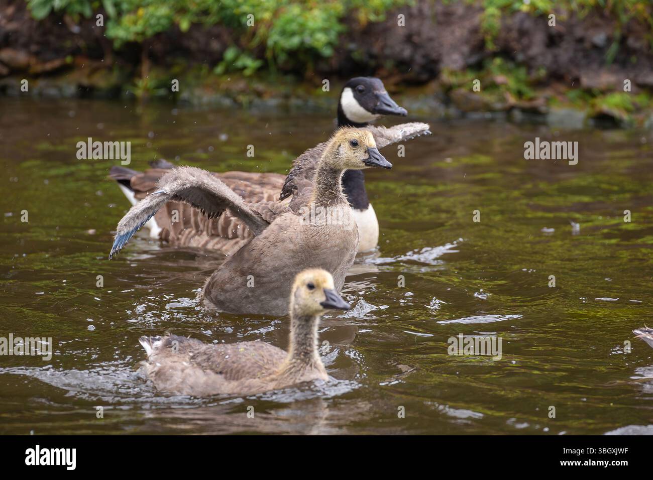 Canada geese family out on the water, one young gosling is flapping his wings. Stock Photo