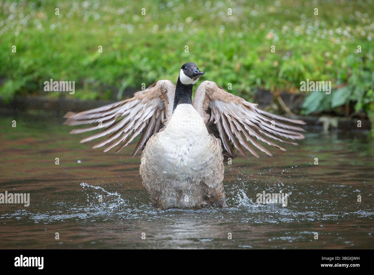 Front view of a wild, UK Canada goose (Branta canadensis) flapping its wings and splashing about in water. Stock Photo