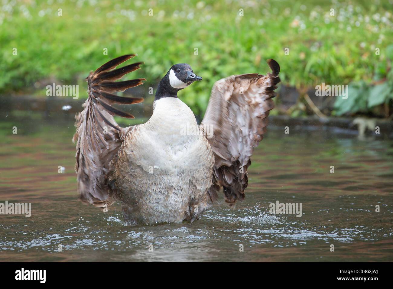 Front to side view of a Canada goose flapping his wings and splashing about in water. Stock Photo