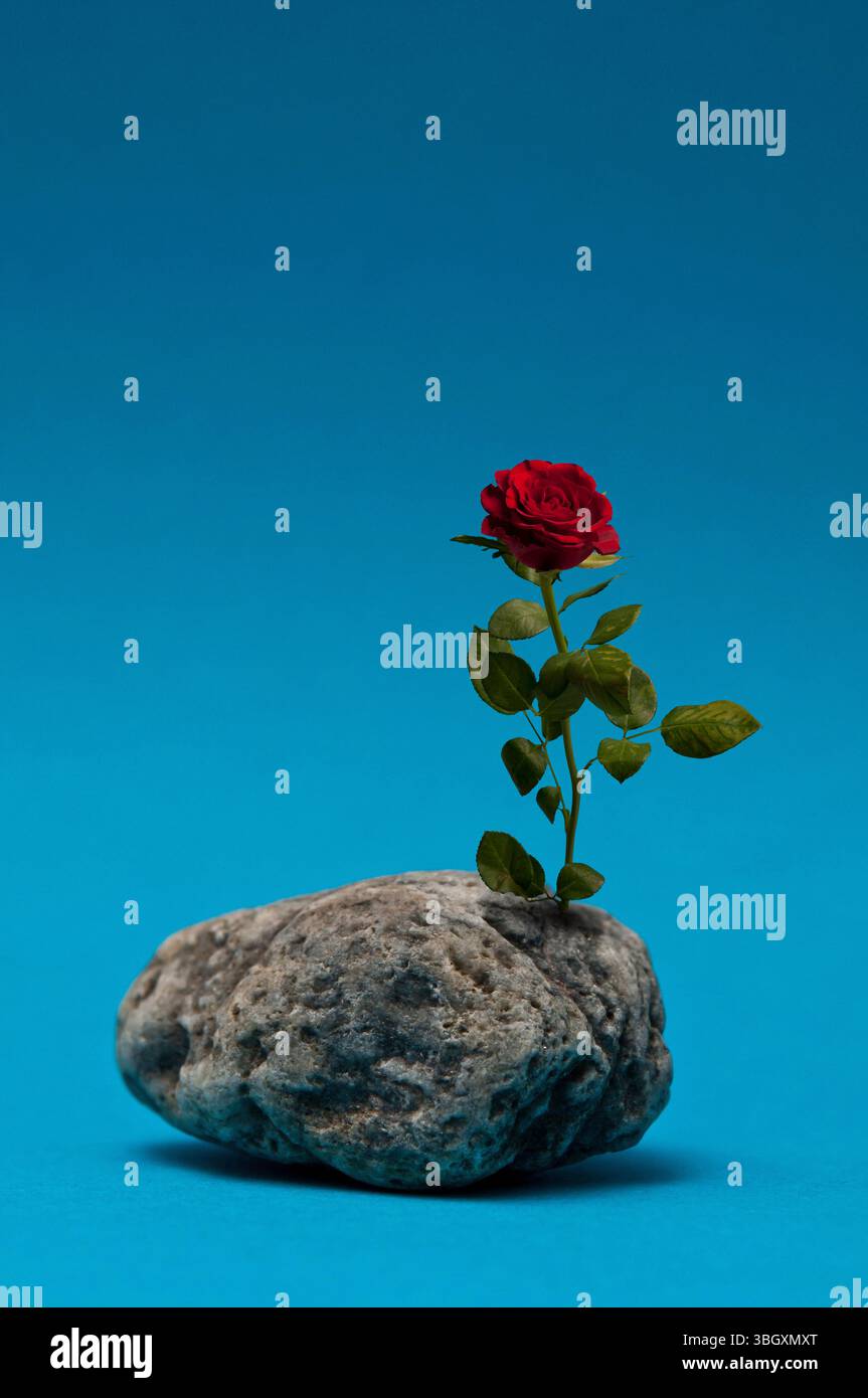 red rose growing out of a rock Stock Photo