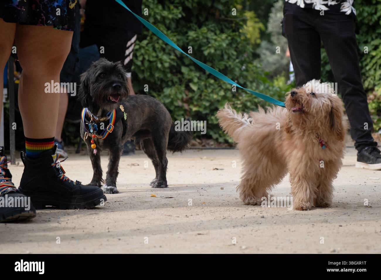 Two adorable dogs, one black and one apricot, enjoy a leisurely walk in the park with their owners Stock Photo