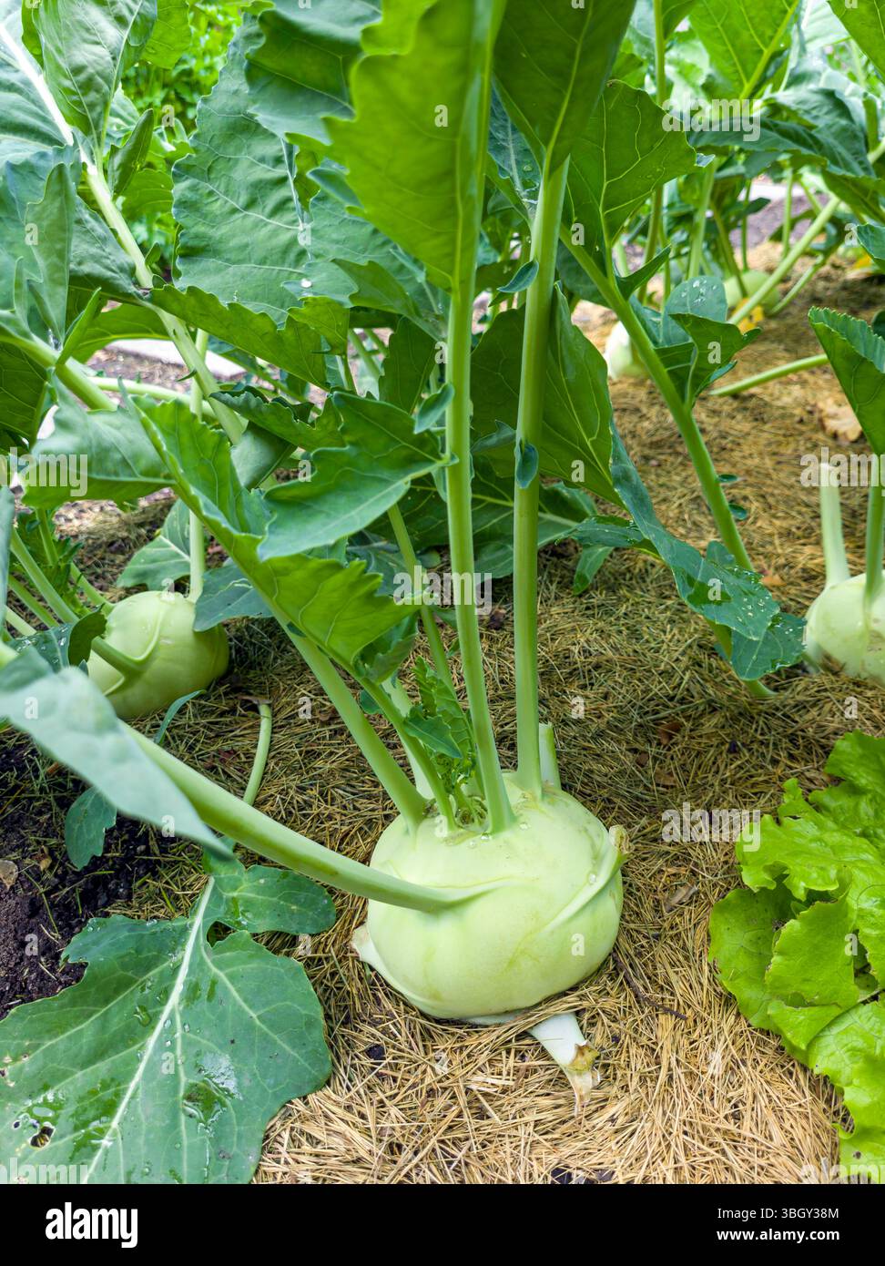 Frischer Kohlrabi in einem Gemüsegarten, Meran, Südtirol, Italien, Europa Frischer Kohlrabi in einem Gemüsegarten, Meran, Südtirol, Italien *** Fresh Stock Photo