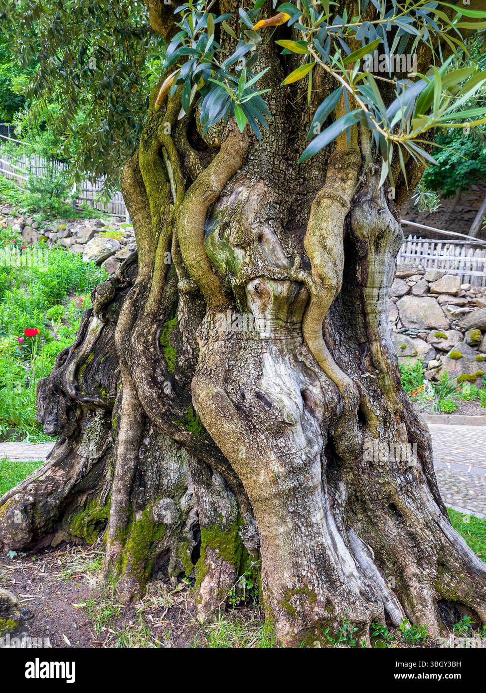 olivenbaum größe alter Olivenbaum XXL-Größe kaufen main image 1