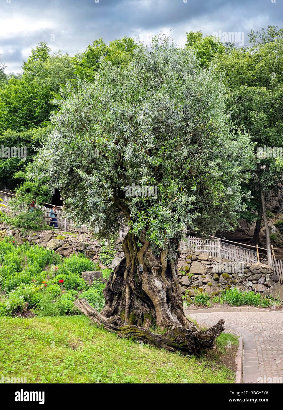 alternative olivenbaum Chic Antique Olivenbaum 132 cm künstlich – Skandinavisches Landhaus main image 0