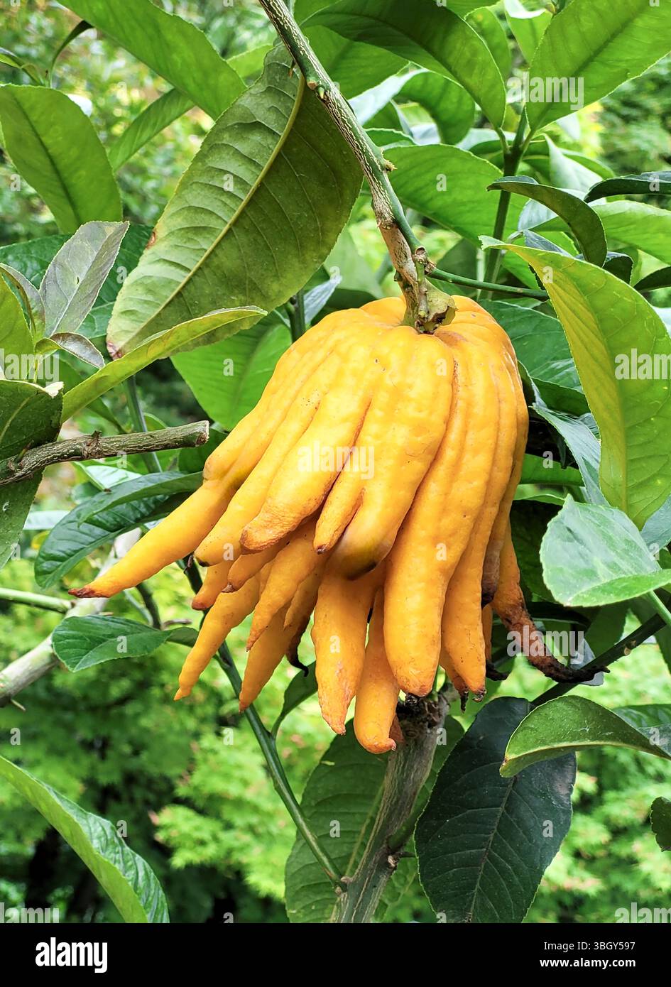 Buddha's hand lemon hi-res stock photography and images - Alamy