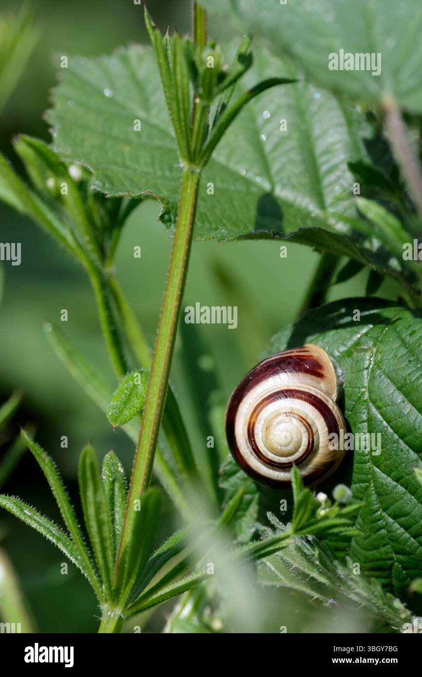 snail on green leaf in woodland creamy white with single brown spiral ...