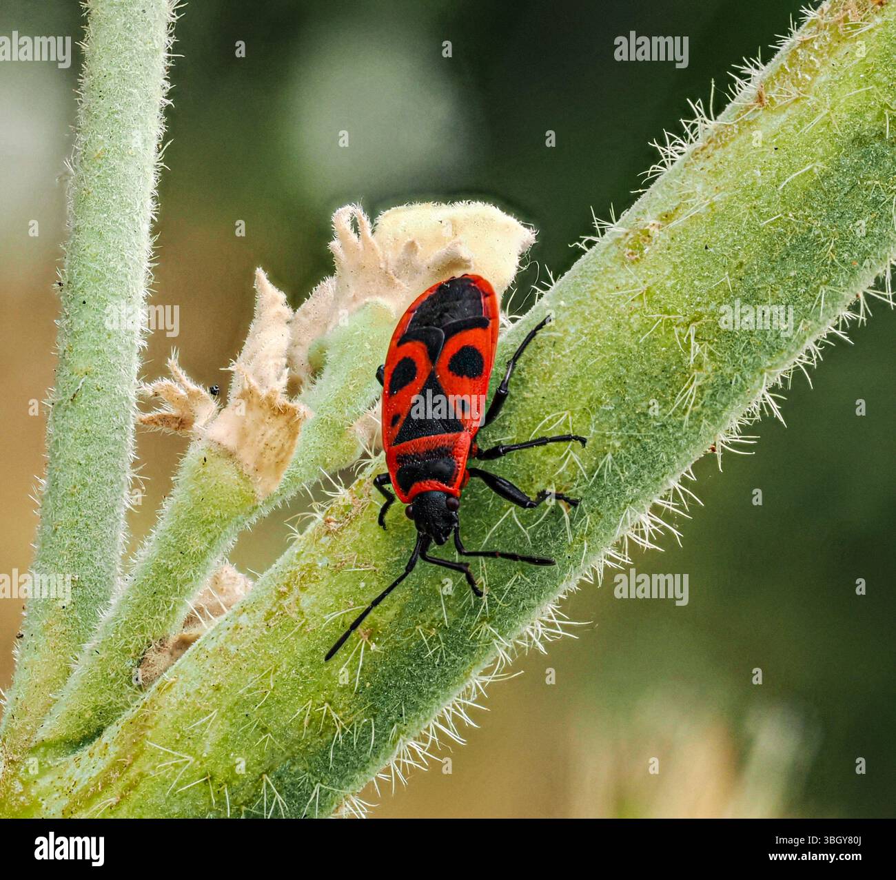 True bug soft background hi-res stock photography and images - Alamy