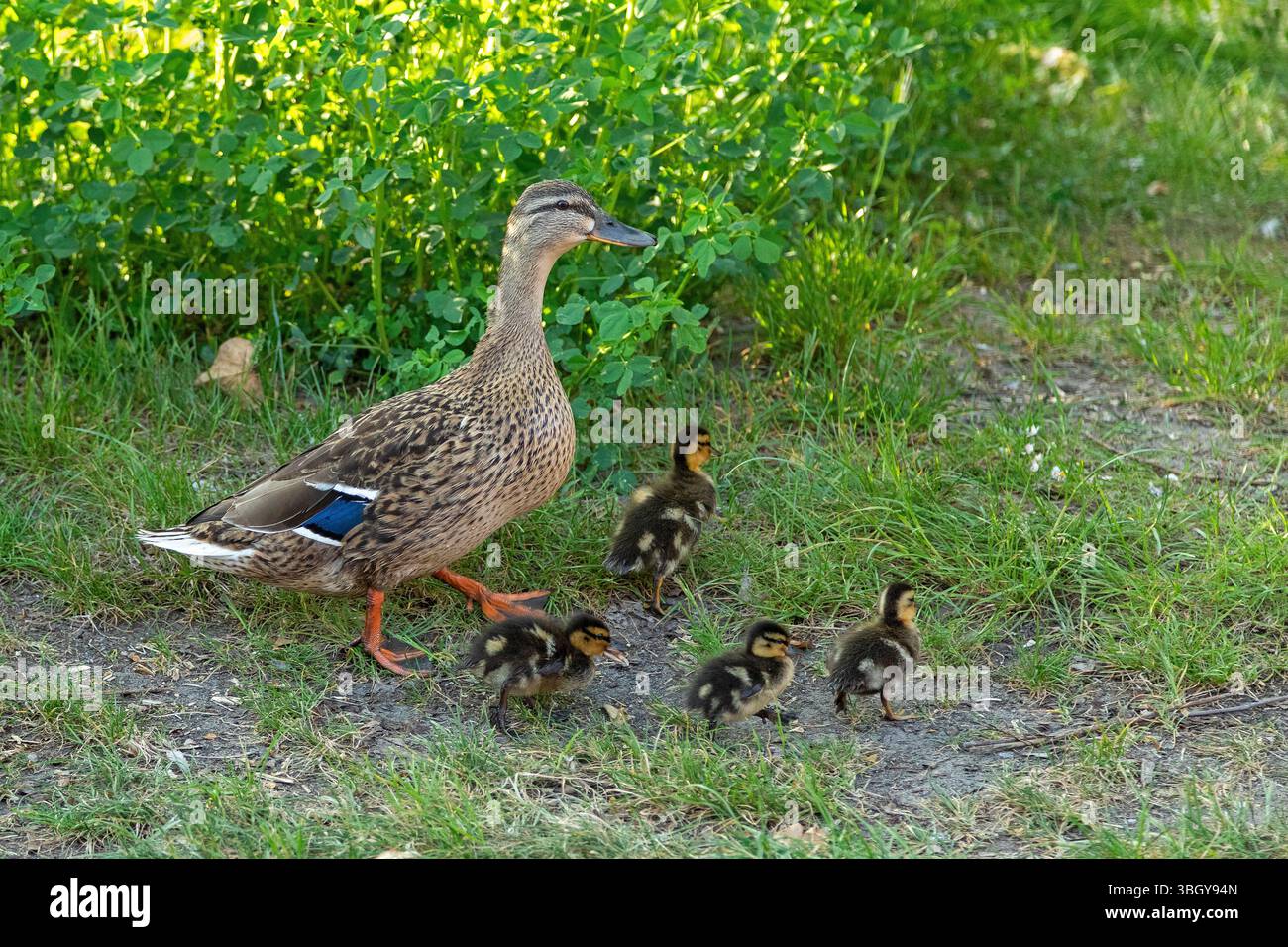 Mallard duck with ducklings walking through village, Petersdorf, Fehmarn Island, Schleswig-Holstein, Germany Stock Photo