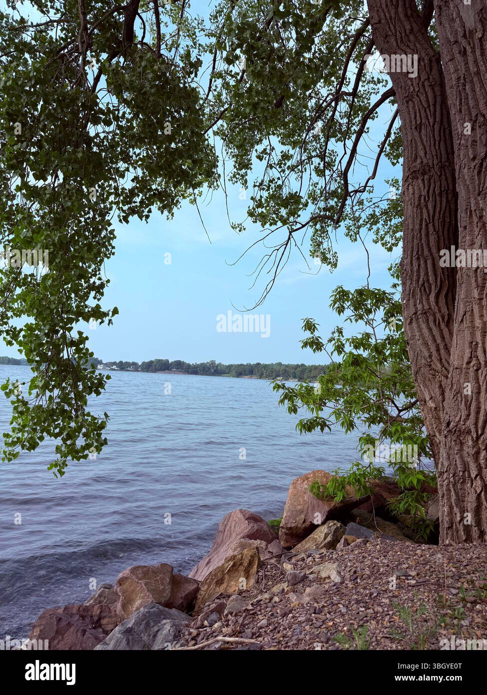 A tree with wide, leafy branches overhangs the calm surface of a lake - Smartphone Captured Stock Image