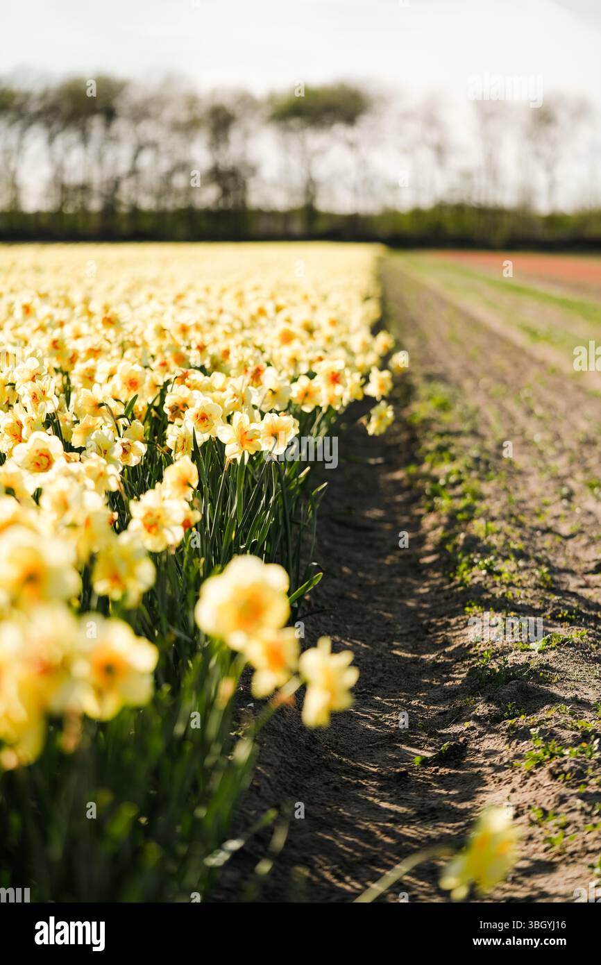 Long Field of Narcissus with Empty Soil Path in Lisse Stock Photo