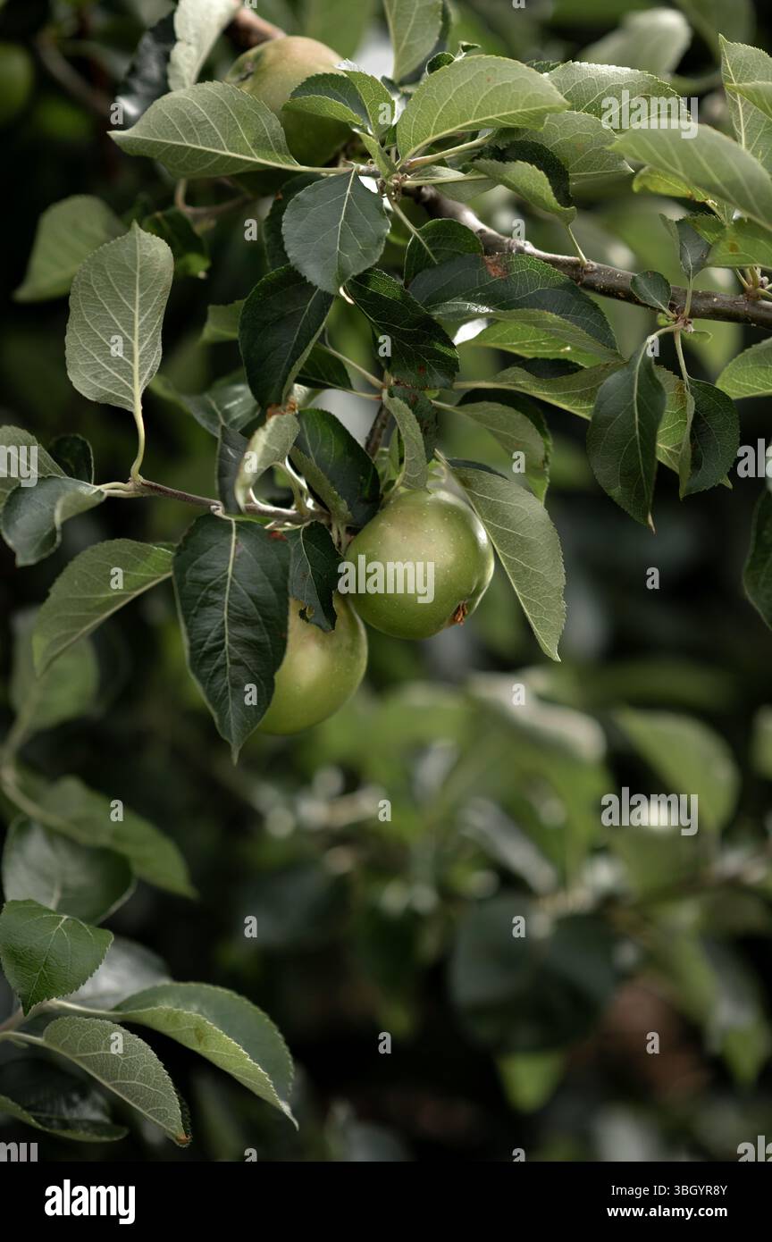 Green Apples Growing on a Tree Branch Stock Photo