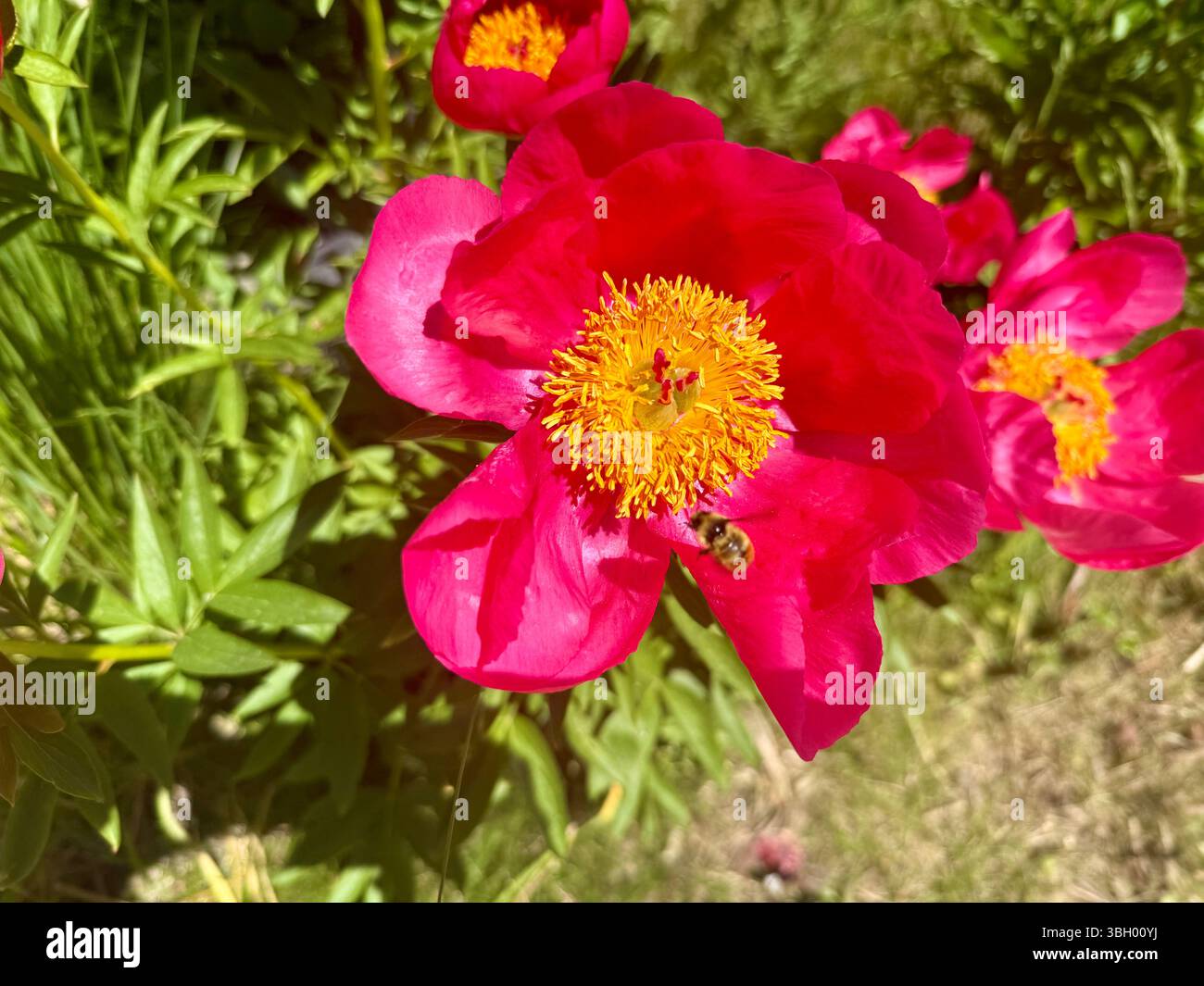 Pink flower being visited by a bee - Smartphone Captured Stock Image