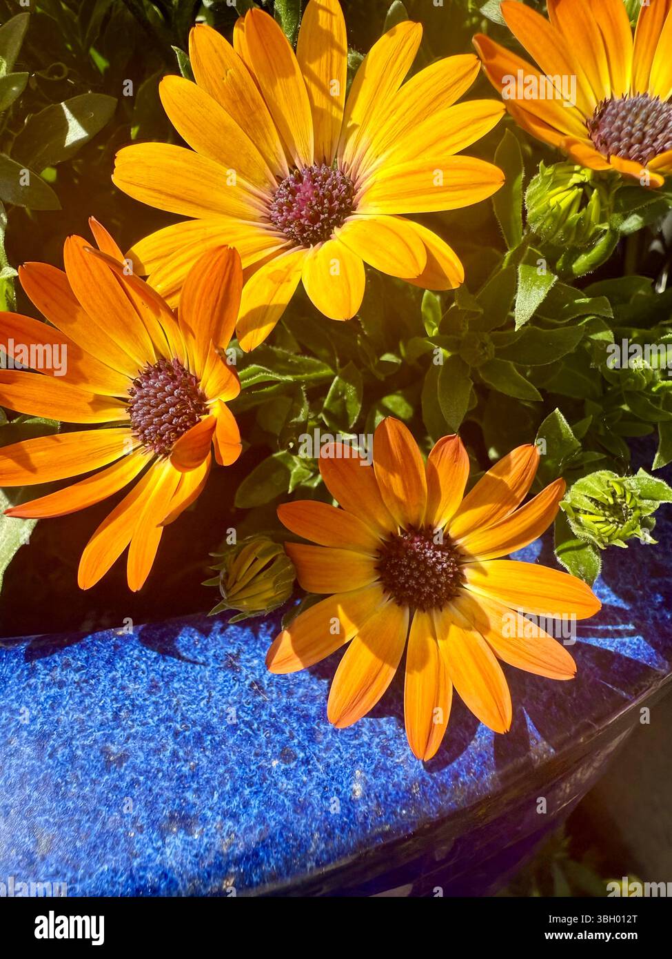 Orange flowers in blue pot - Smartphone Captured Stock Image