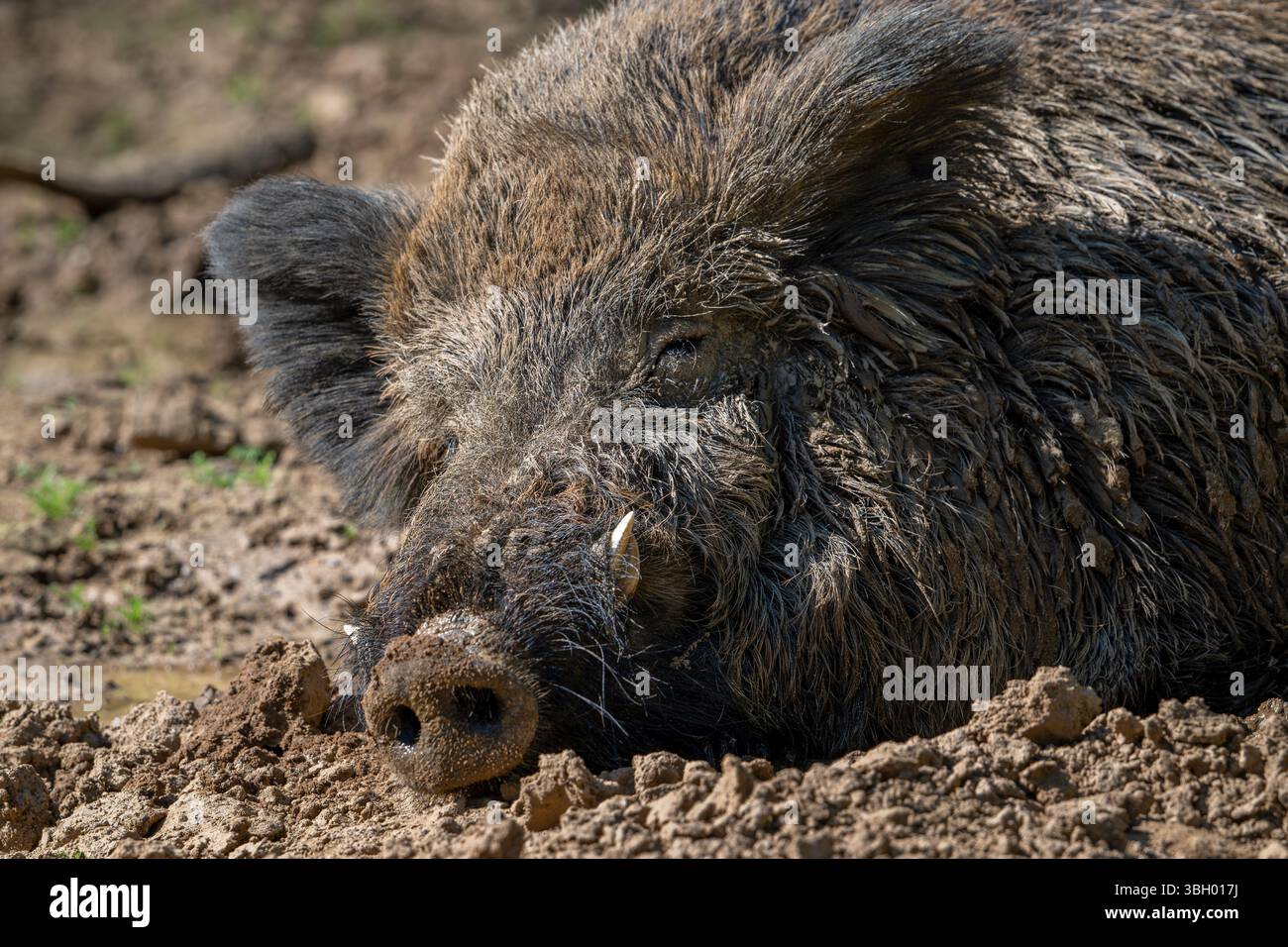 Wild boar (Sus scrofa) close-up of big male with large tusks sleeping ...