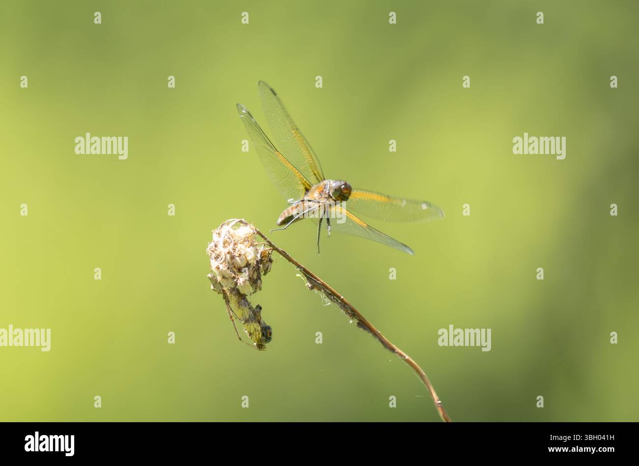 Scarce chaser Libellula fulva taking off to chase an insect Stock Photo ...