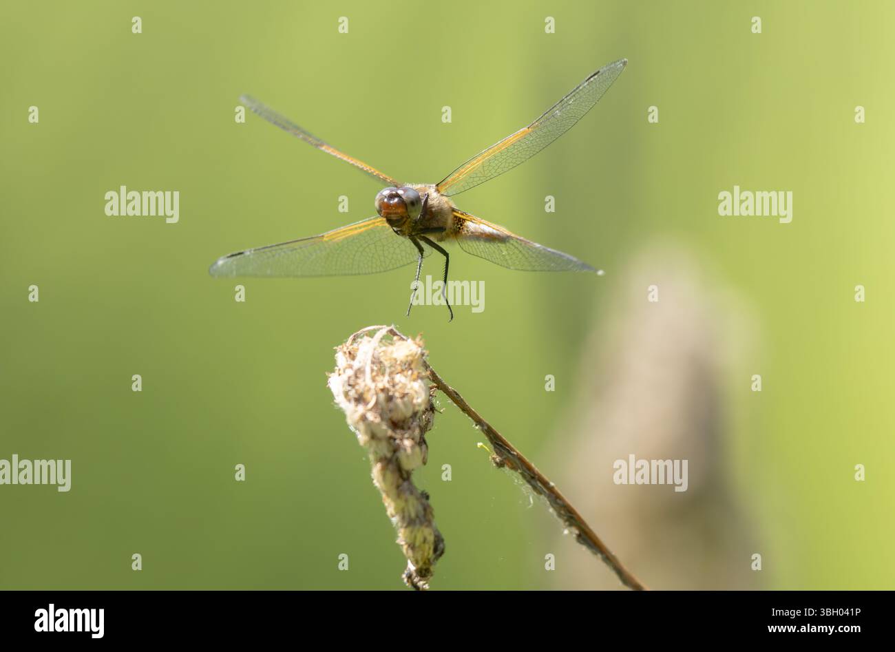 Scarce chaser Libellula fulva taking off to chase an insect Stock Photo ...