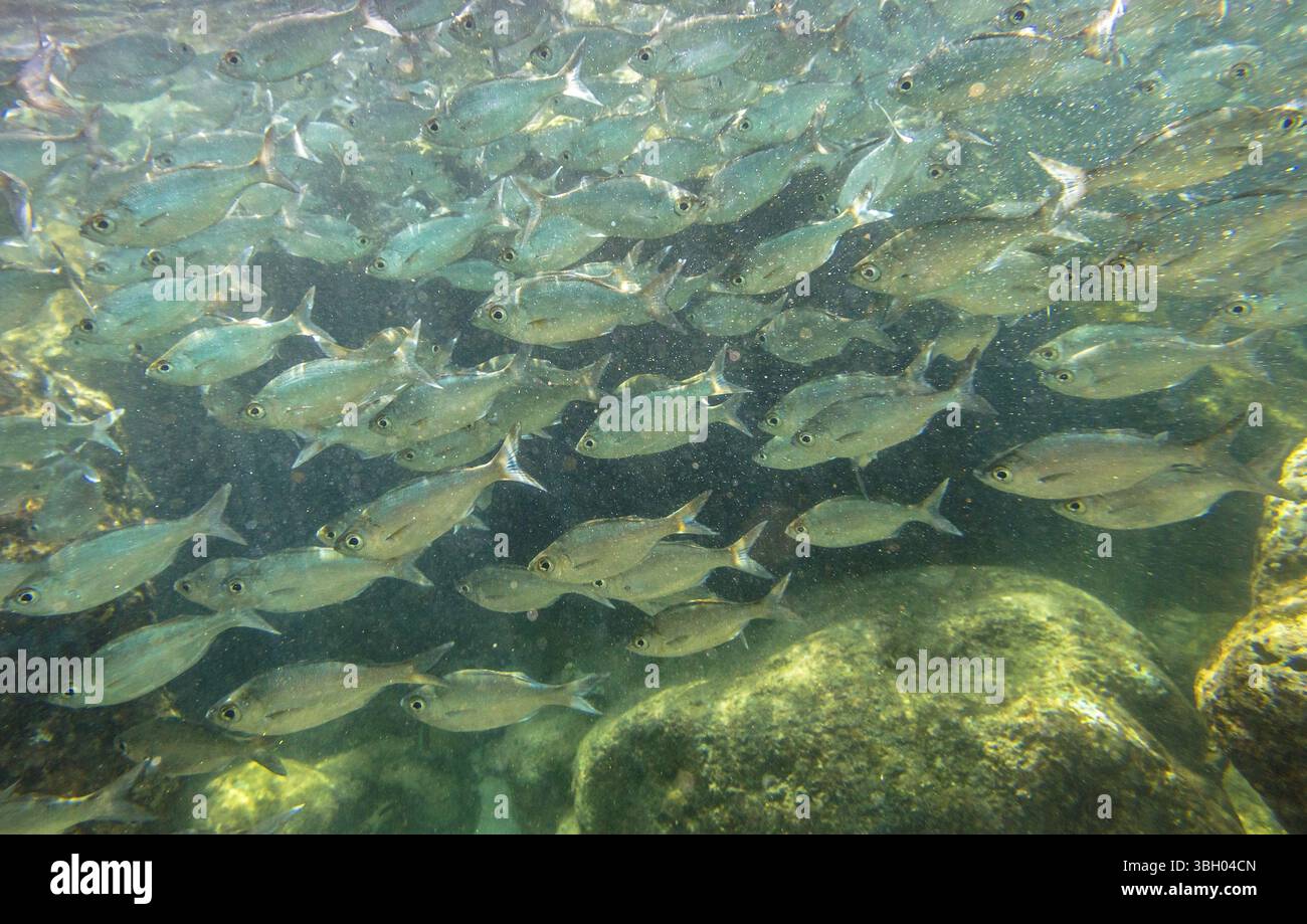 Underwater picture of school of bait fish at Sharks Cove, a rocky bay ...