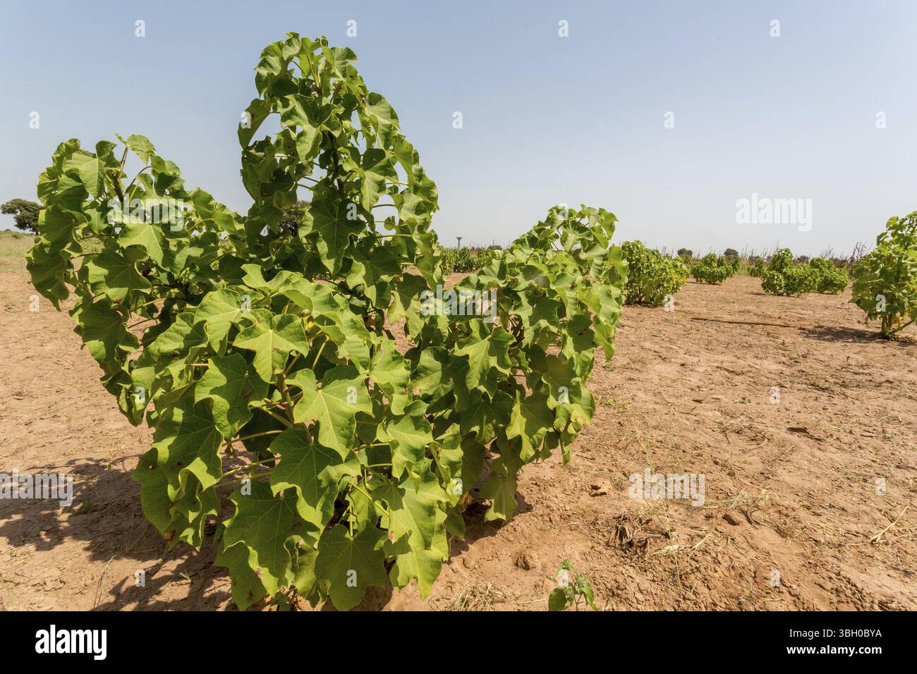 Zatropha Jatropha plants in their early stage of grown planted in the arid lands ...