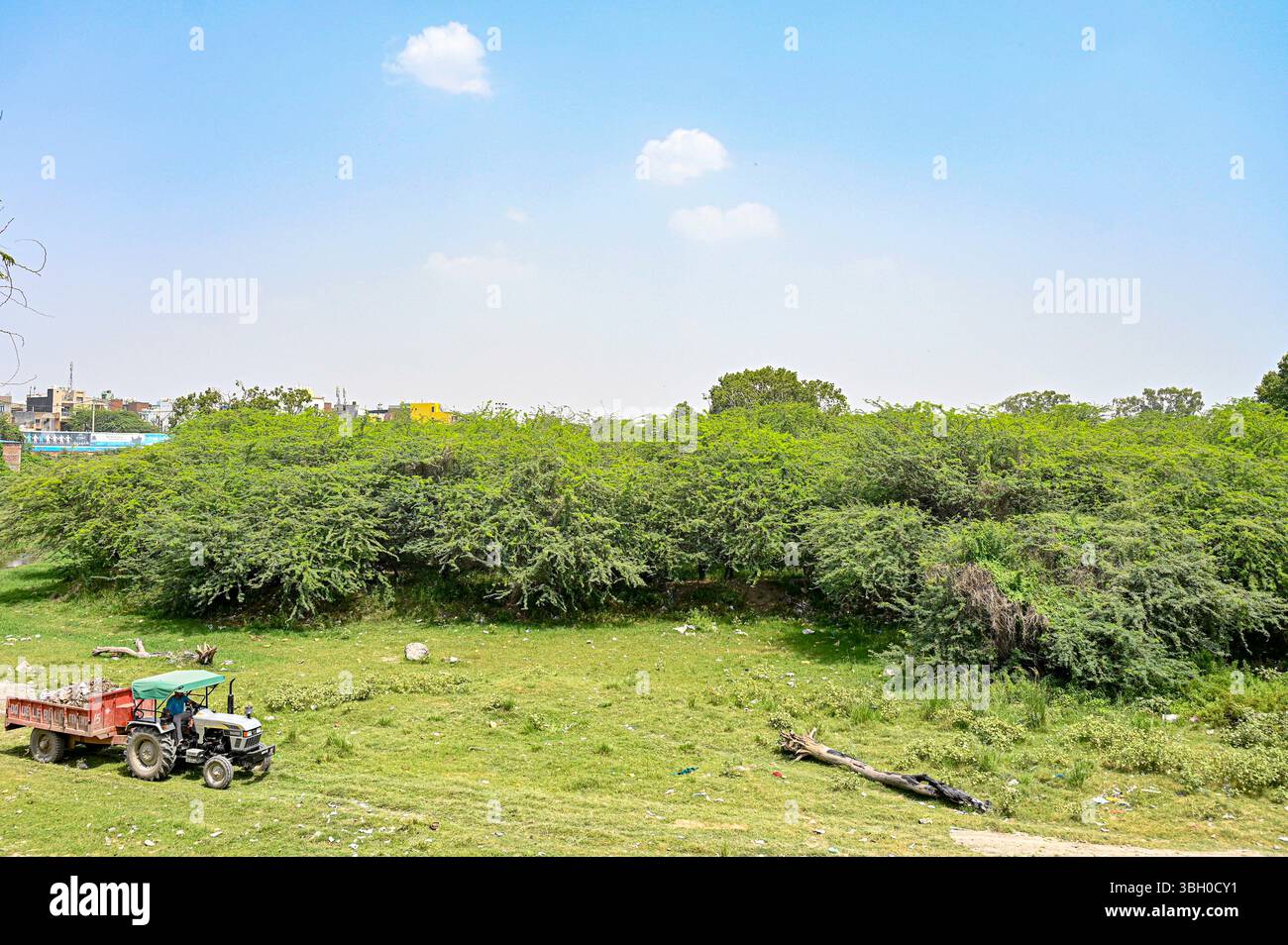 NEW DELHI, INDIA - JUNE 6: Prosopis Juliflora commonly known as Jungli ...