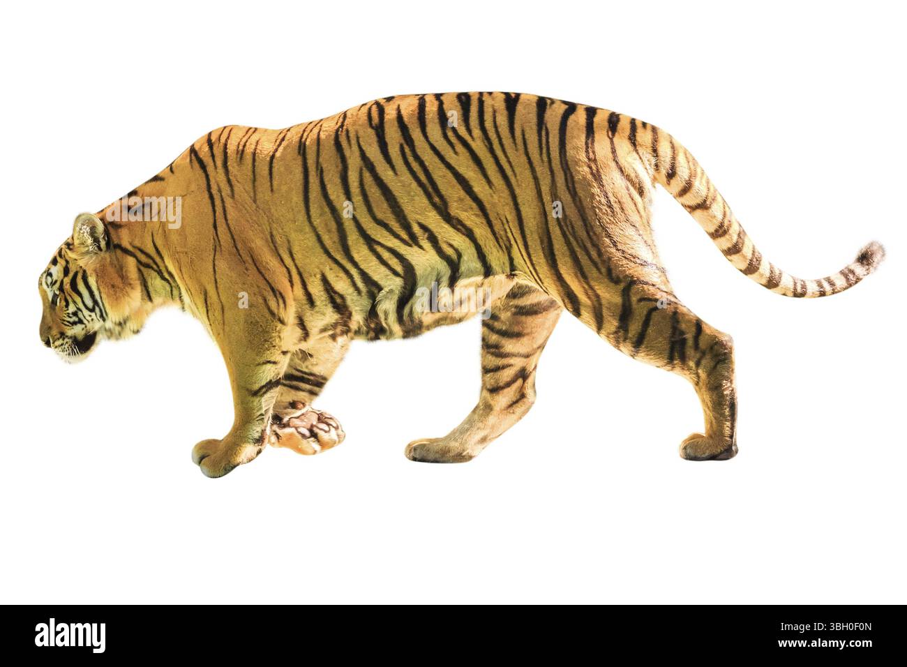 A big tiger walkin isolated on white background. side view with