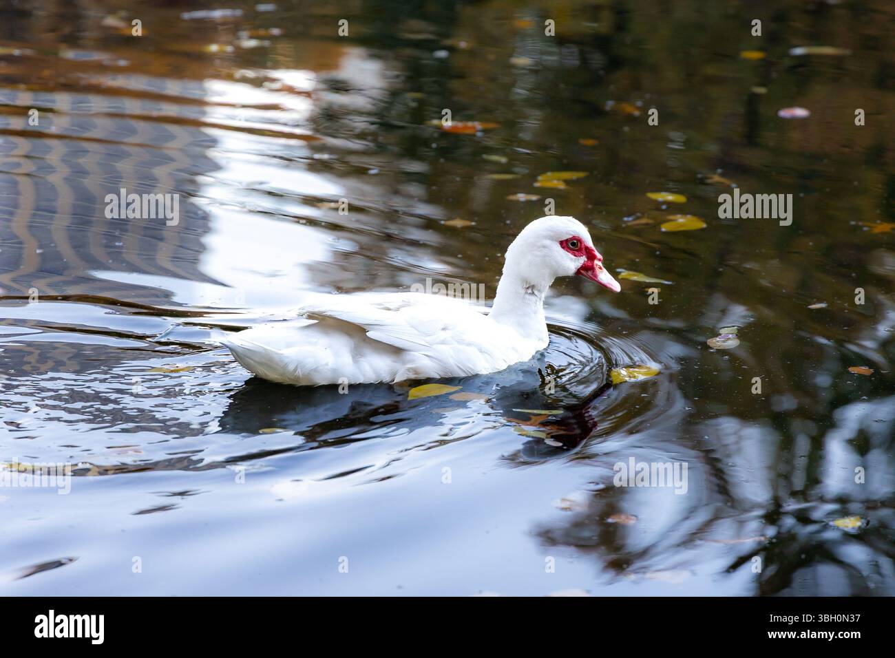 Single duck gliding across pond hi-res stock photography and images - Alamy