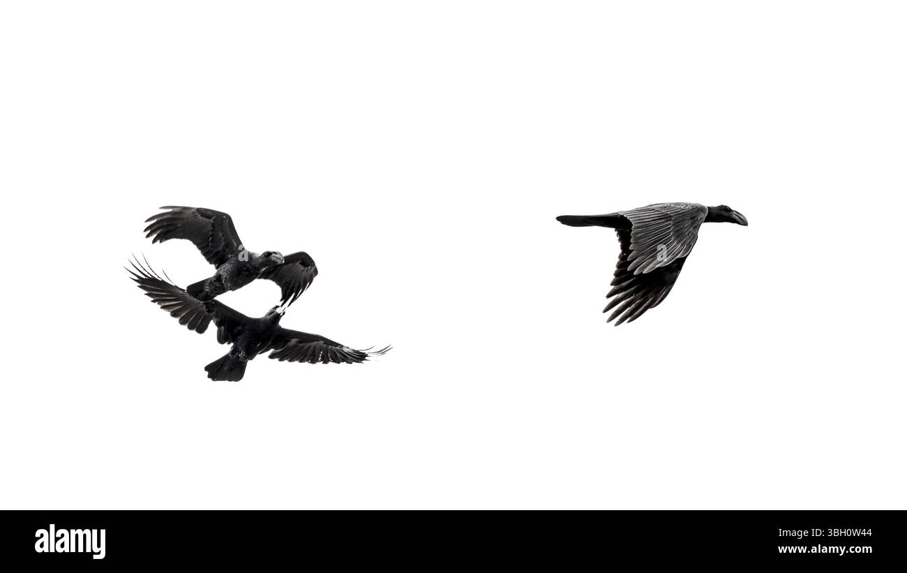 Two crows appearing to be chasing a third crow in mid flight Stock ...