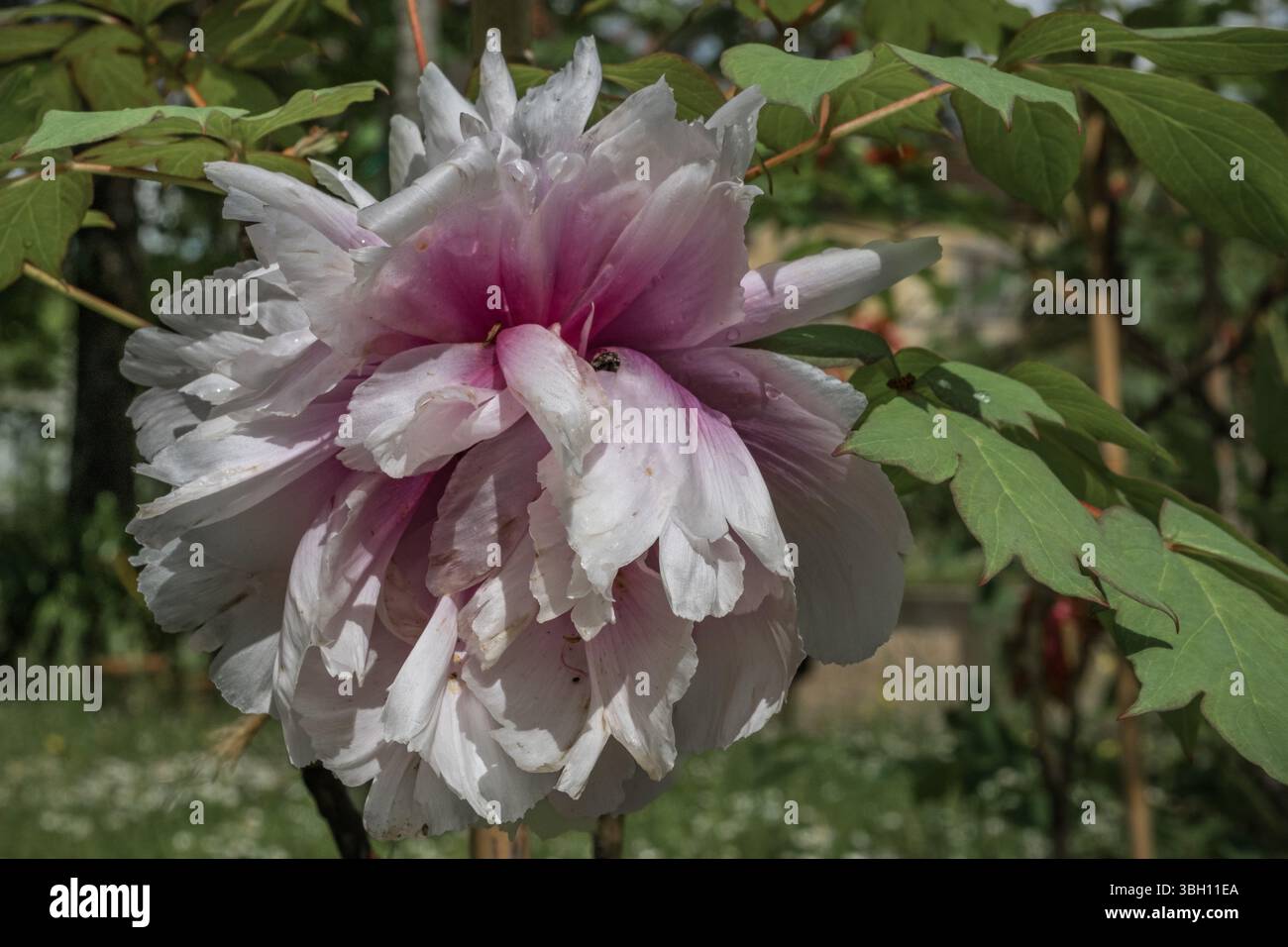 White and pink peony flower variety isolated with rain drops Stock Photo
