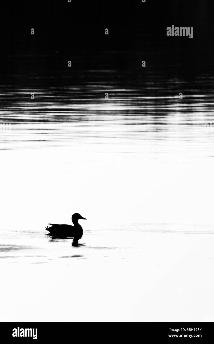 Silhouette of a mallard duck floating on a calm lake with copy space, vertical Stock Photo
