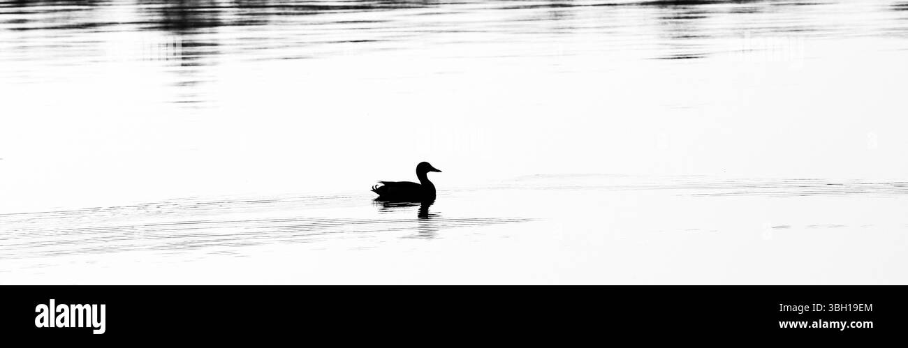 Silhouette of a mallard duck floating on a calm lake with copy space, panorama Stock Photo