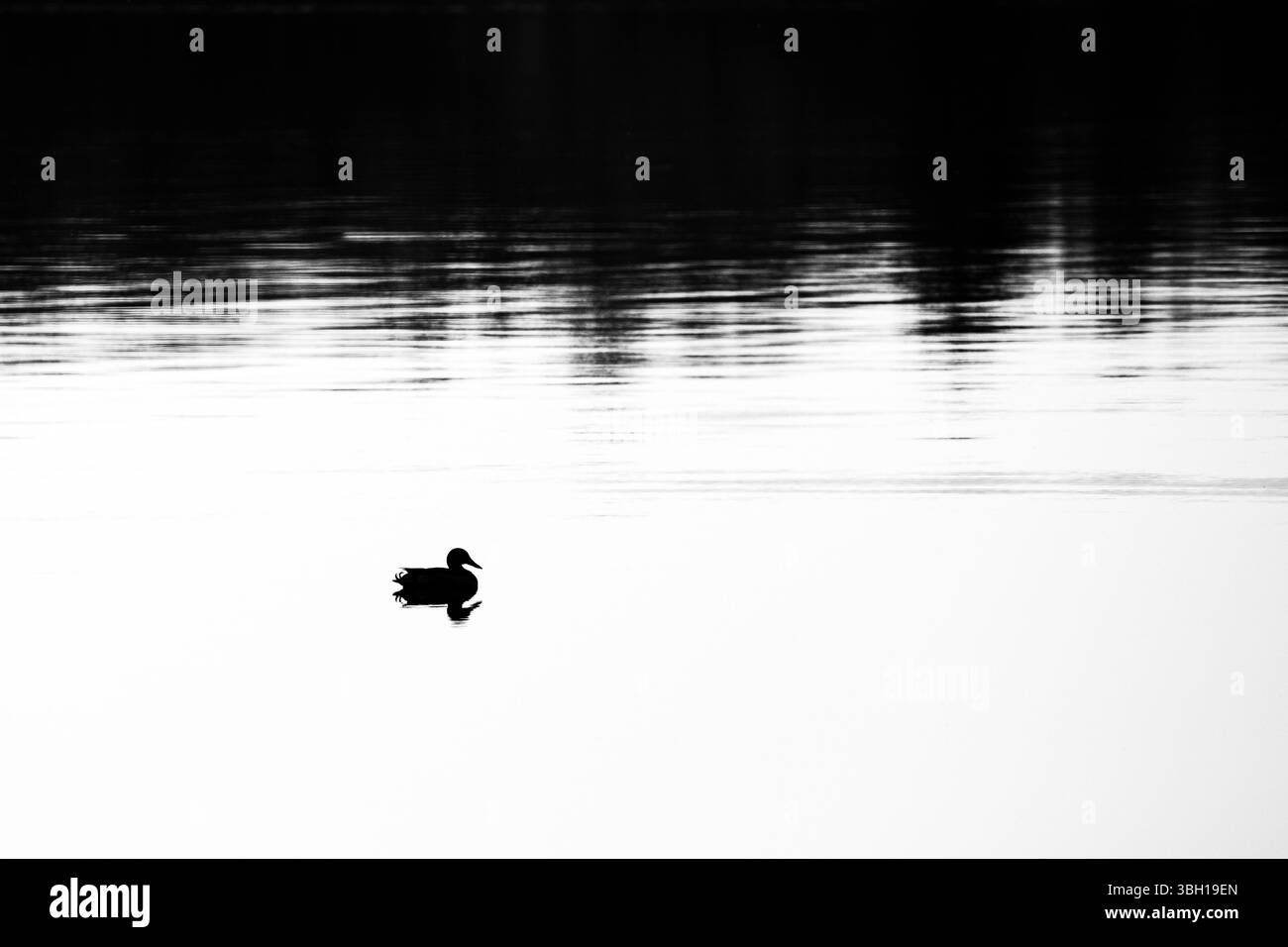 Silhouette of a mallard duck floating on a calm lake with copy space, horizontal Stock Photo