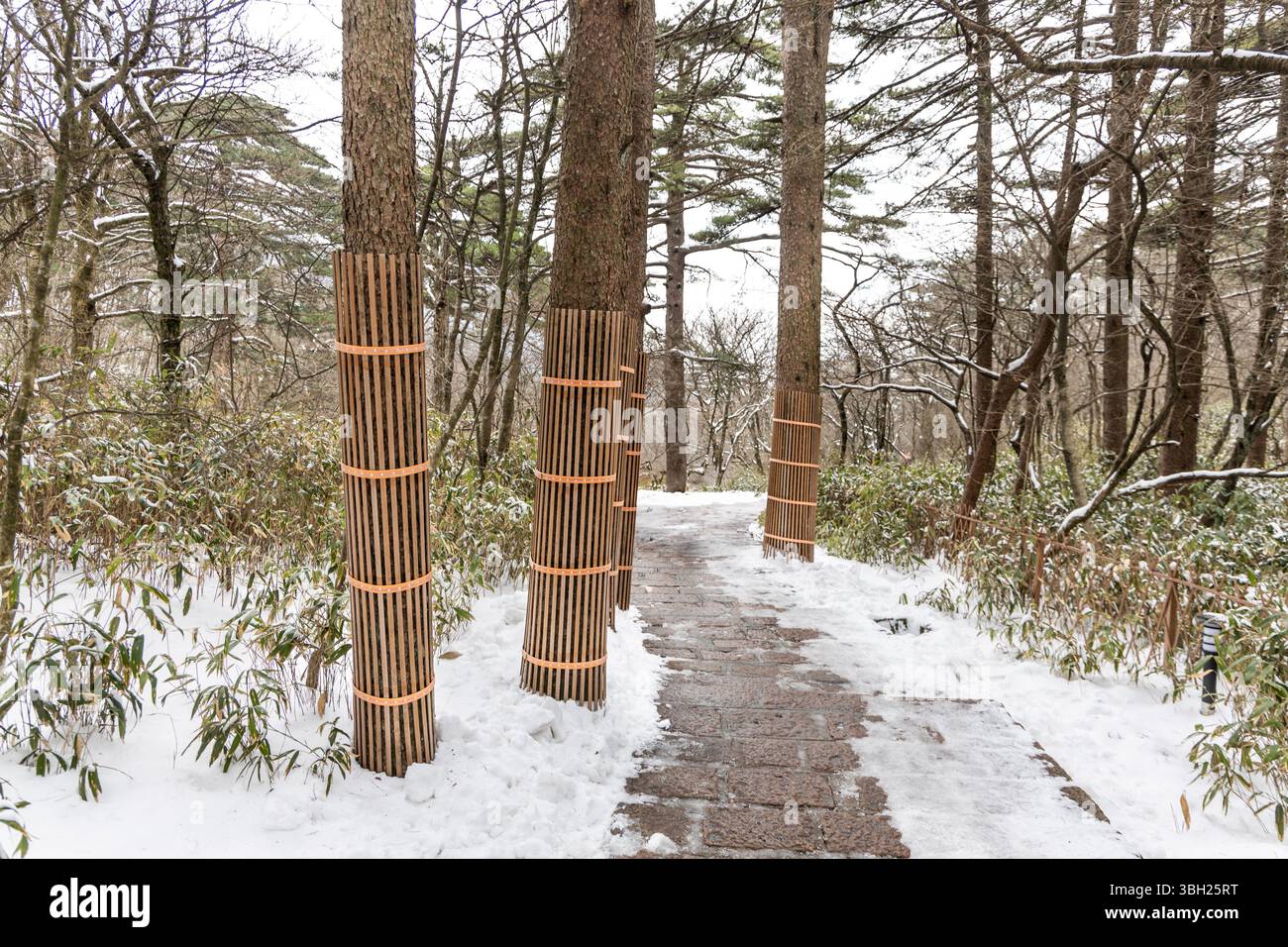 Pine tree trunks are wrapped during winter to protect and insulate the tree bark from frost cracks. Stock Photo