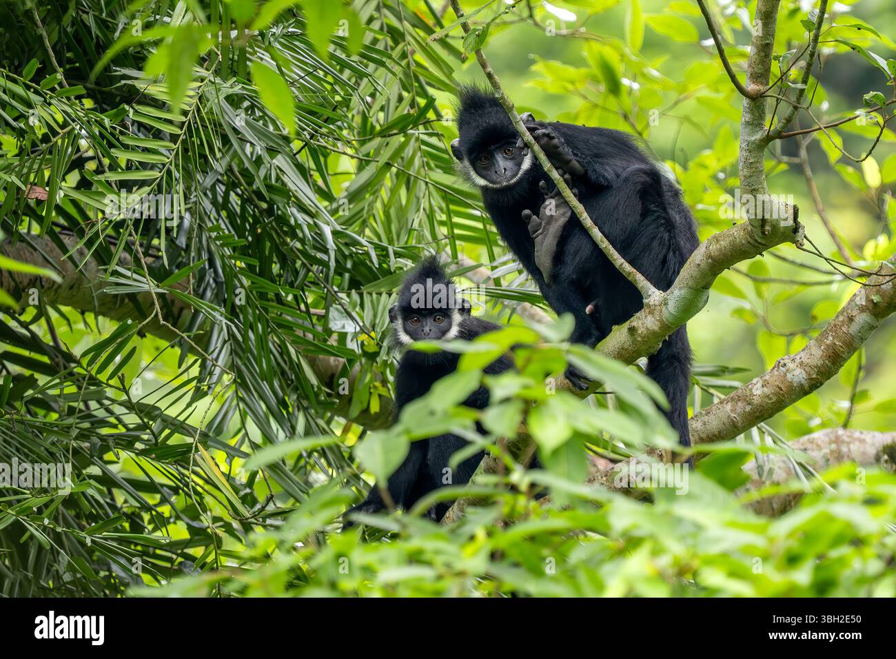 Hatinh Langur - Trachypithecus hatinhensis, beautiful highly threatened ...