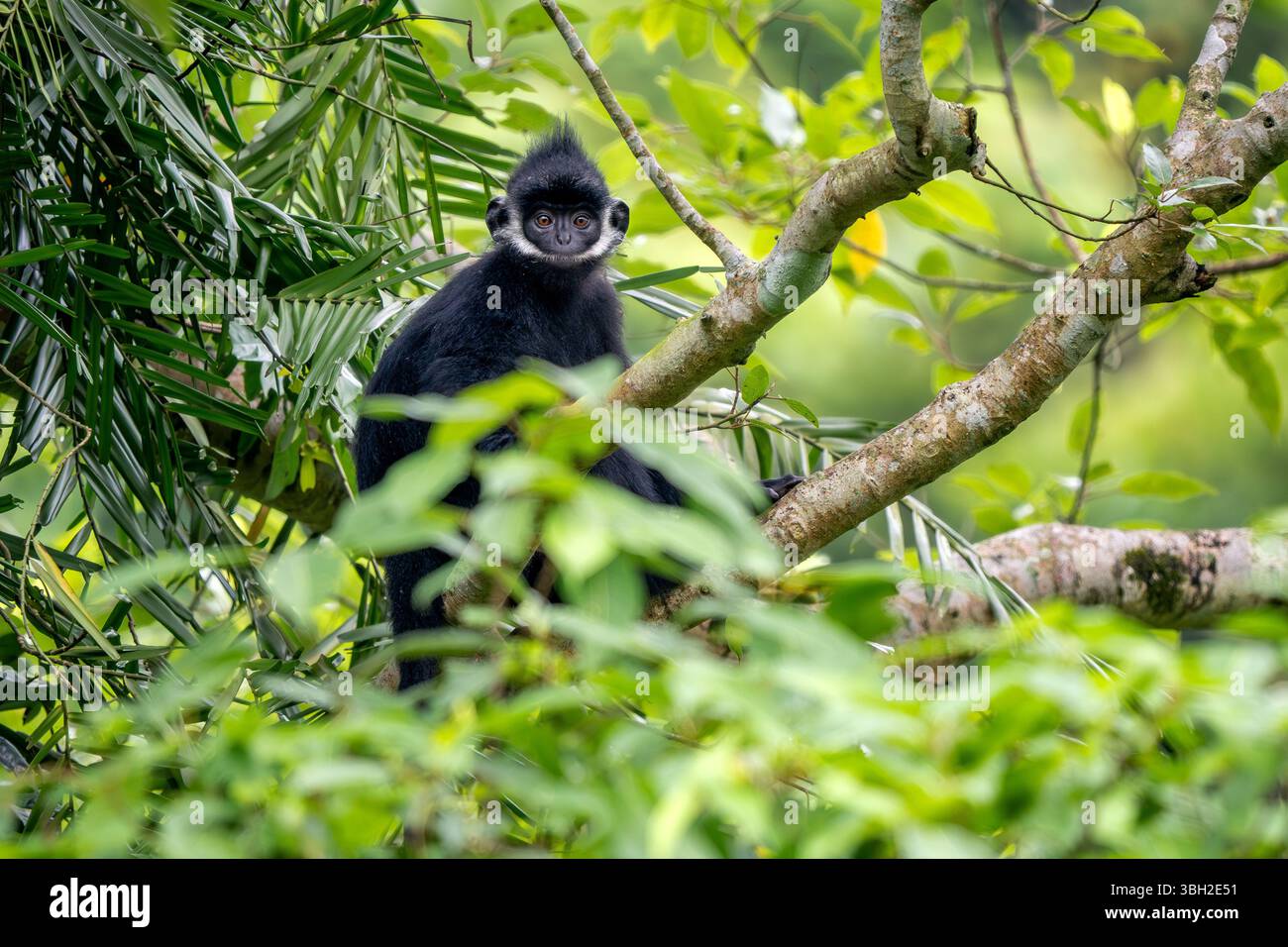 Hatinh Langur - Trachypithecus hatinhensis, beautiful highly threatened ...