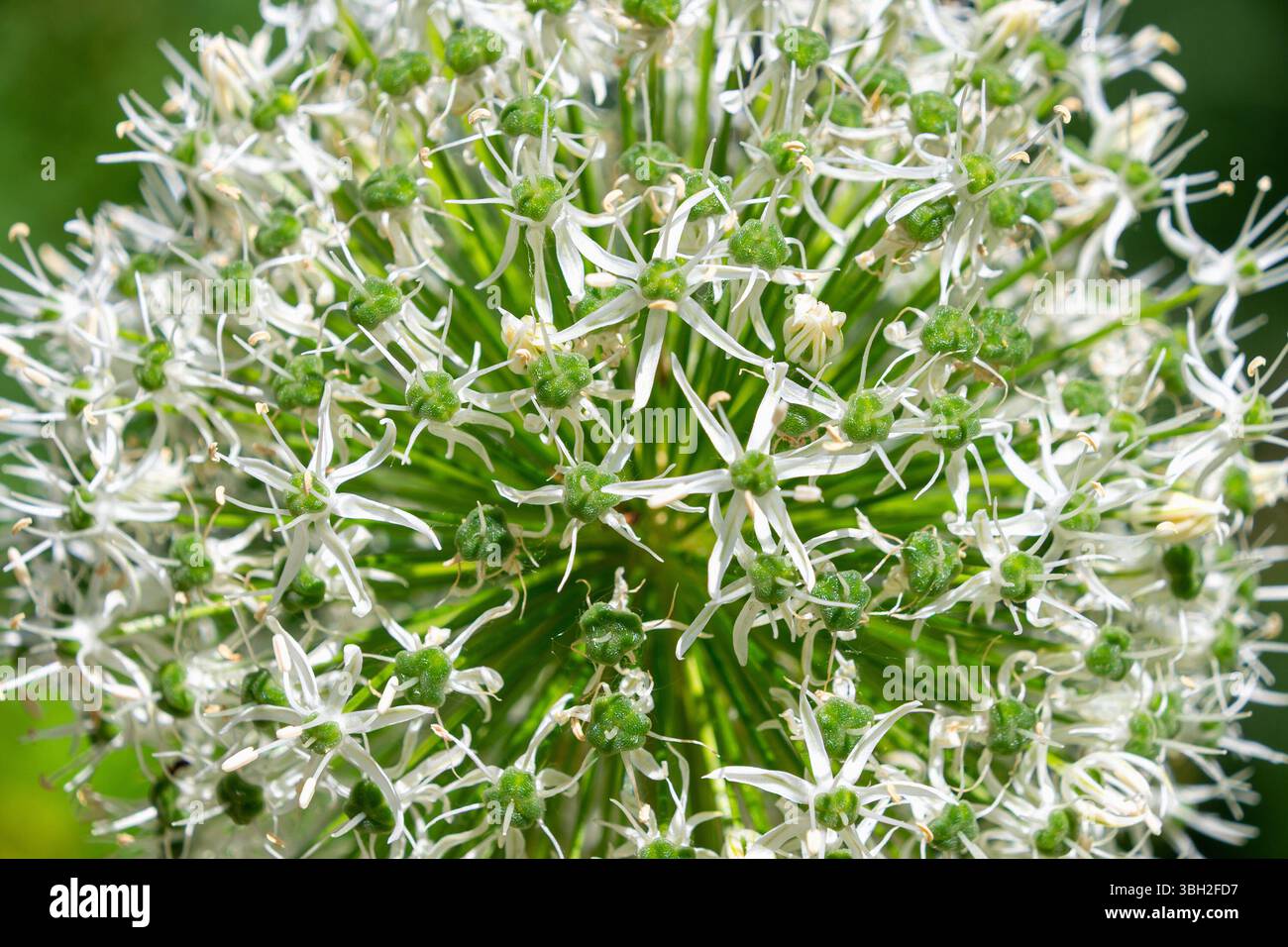 Allium cepa flower hi-res stock photography and images - Alamy