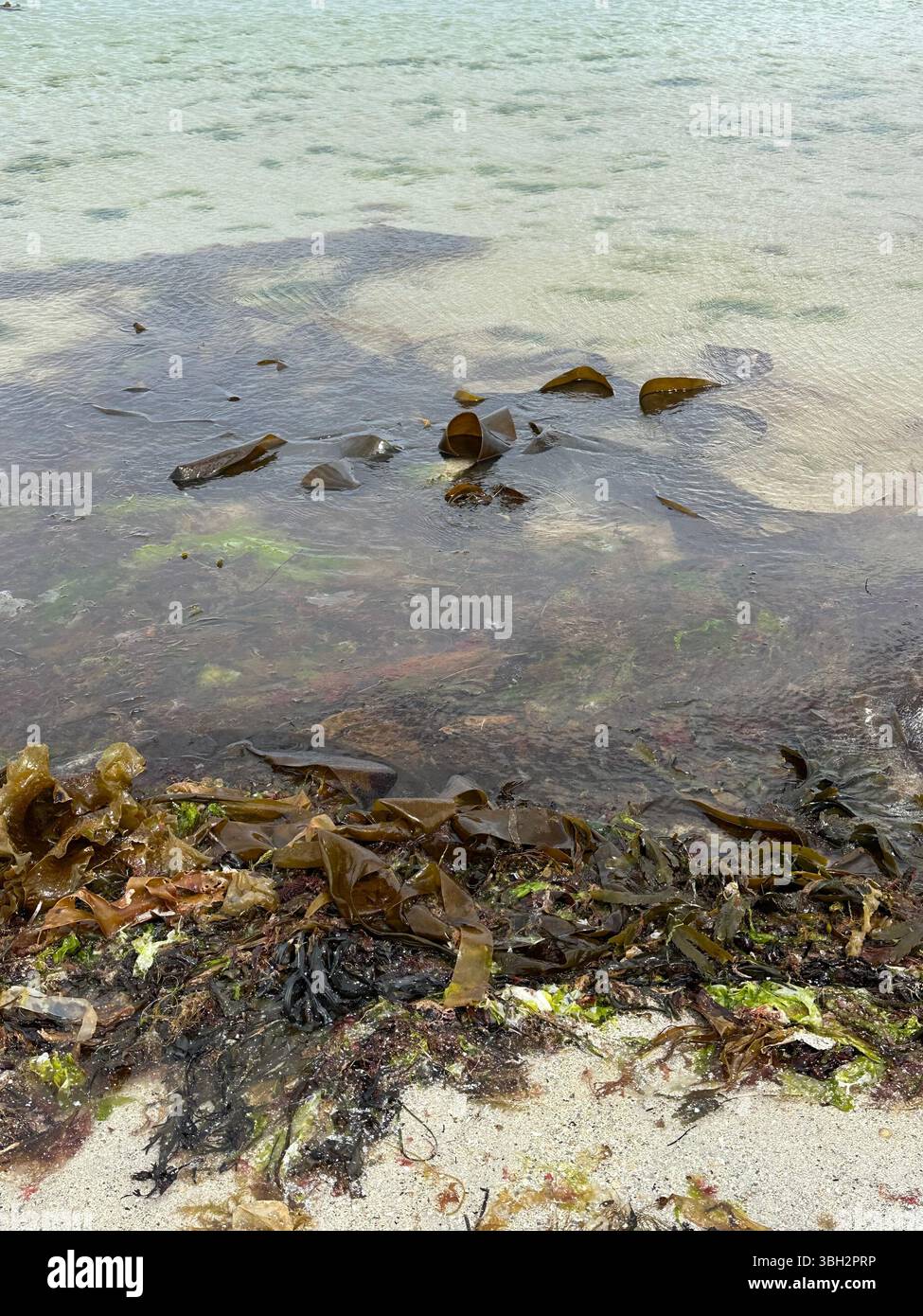 Seaweed in clear sea, Barra, Outer Hebrides - Smartphone Captured Stock Image