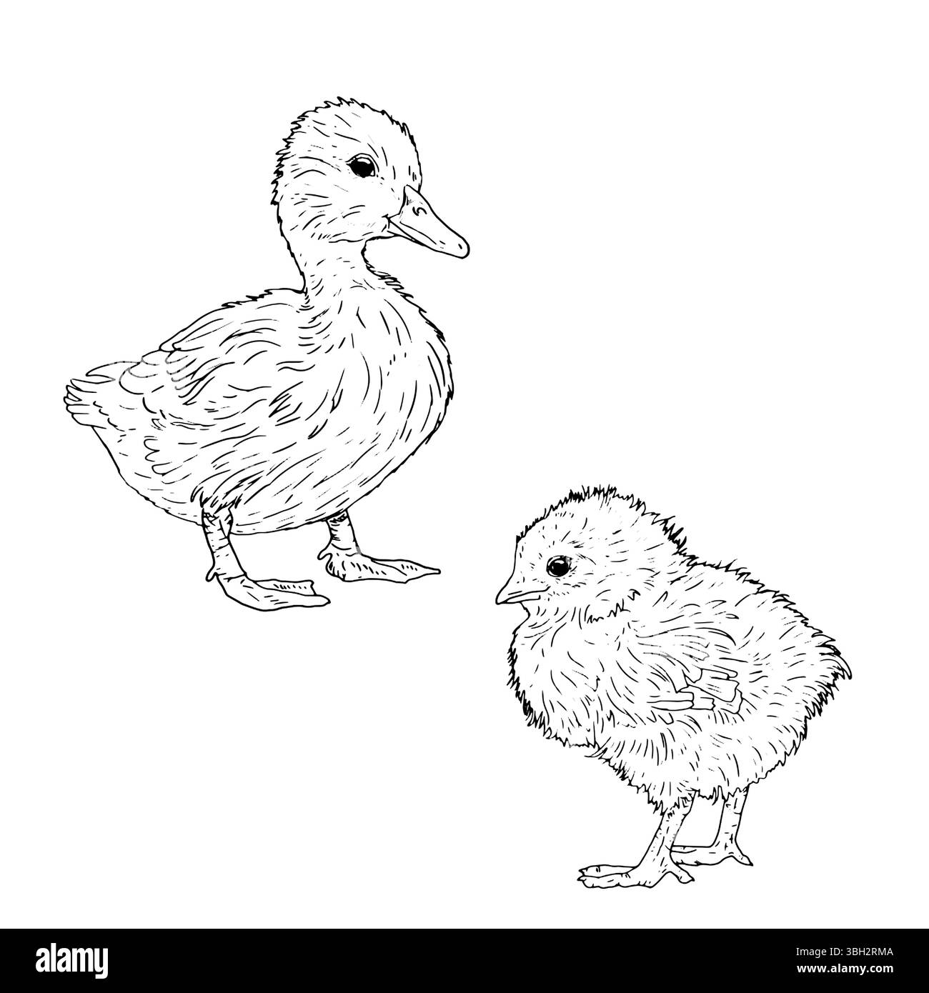 Chicken and duckling, set of baby domestic birds from a farm, black and white ink sketch. Vector illustration. Animals in rustic style, isolated on a Stock Vector