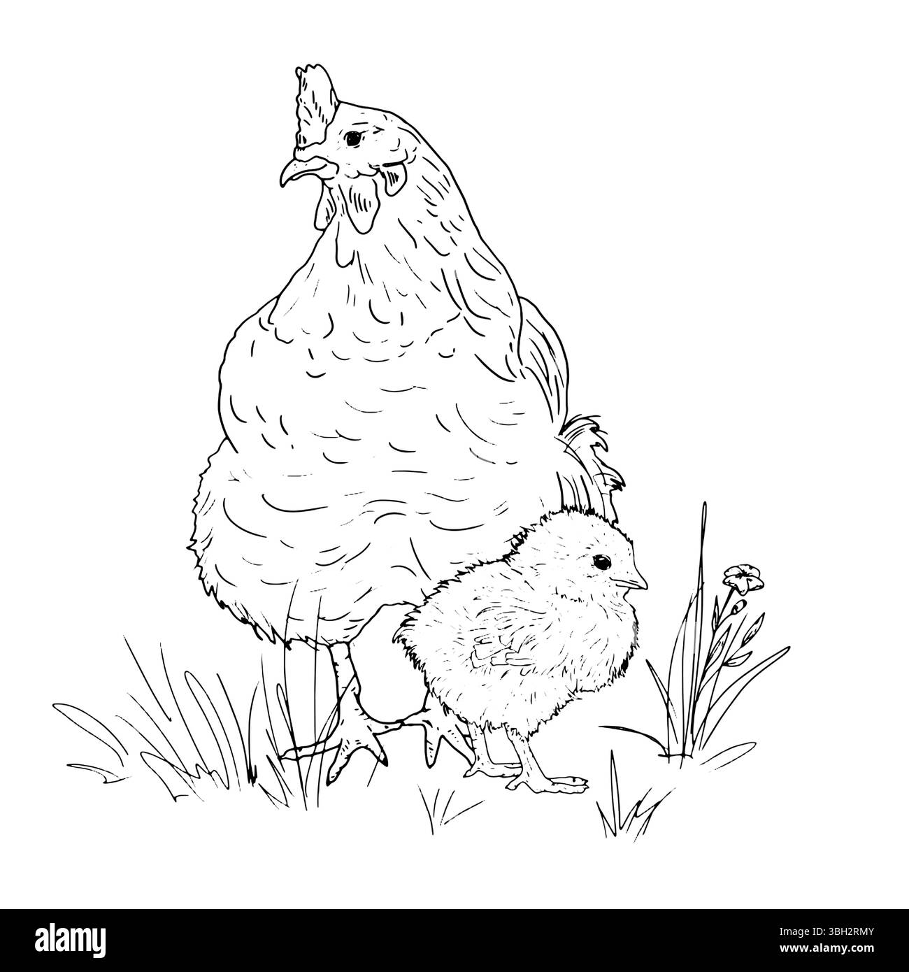 Mother bird chicken and baby chicken in grass, poultry from the farm, black and white ink sketch. Vector illustration. Village animals, isolated on a Stock Vector