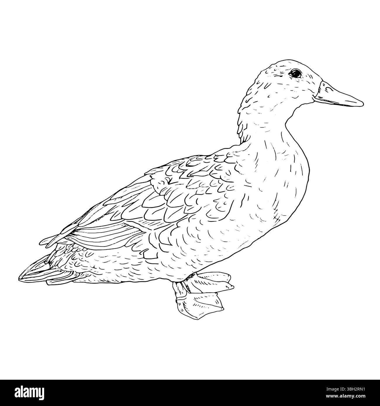 Duck bird, farm fowl, black and white ink sketch. Vector illustration. Village animals, isolated on a white background. For kitchen decoration, textil Stock Vector